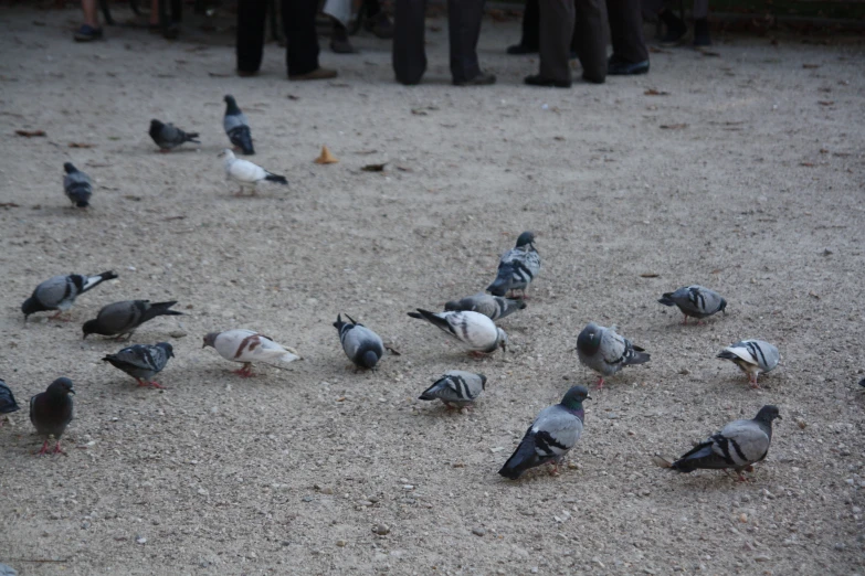 a flock of birds sitting on top of a sandy ground