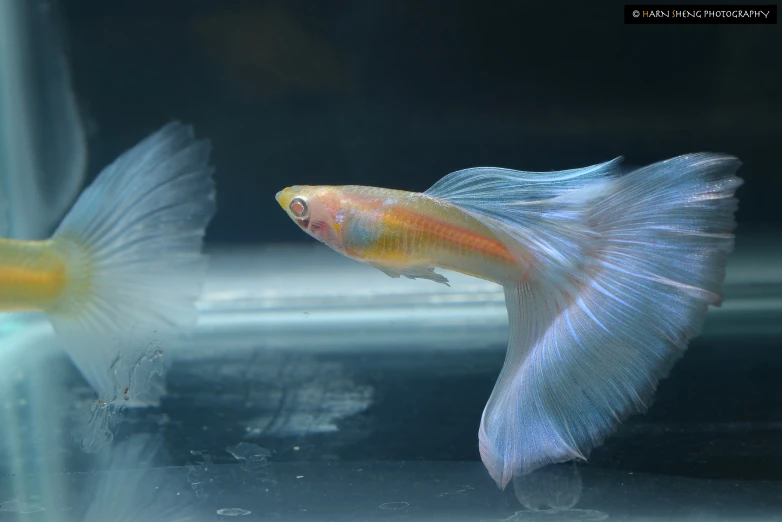 a fish that is swimming next to a mirror