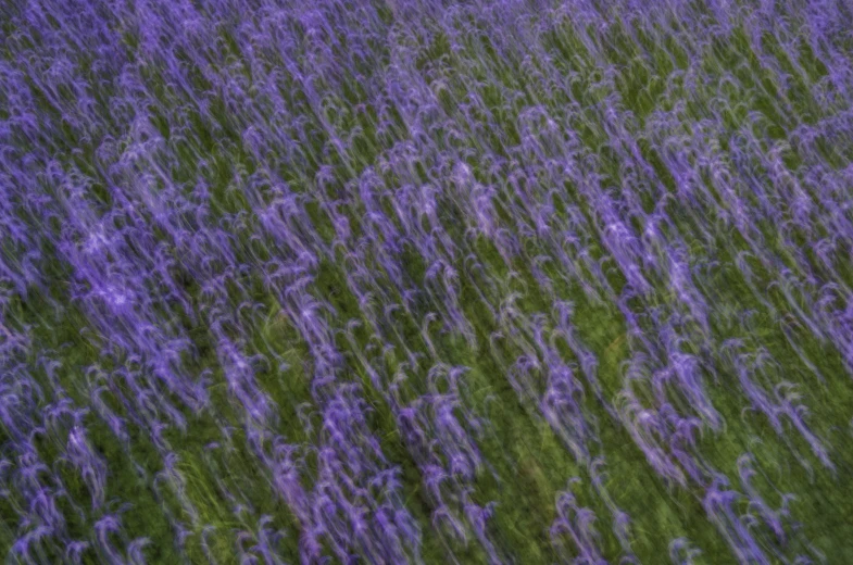 a purple field is in the midst of a large grassy area