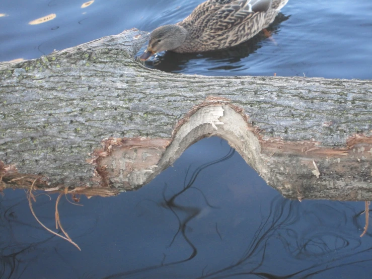 a duck swimming on the water near a tree nch