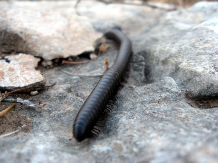 a very close up of a very big shiny worm