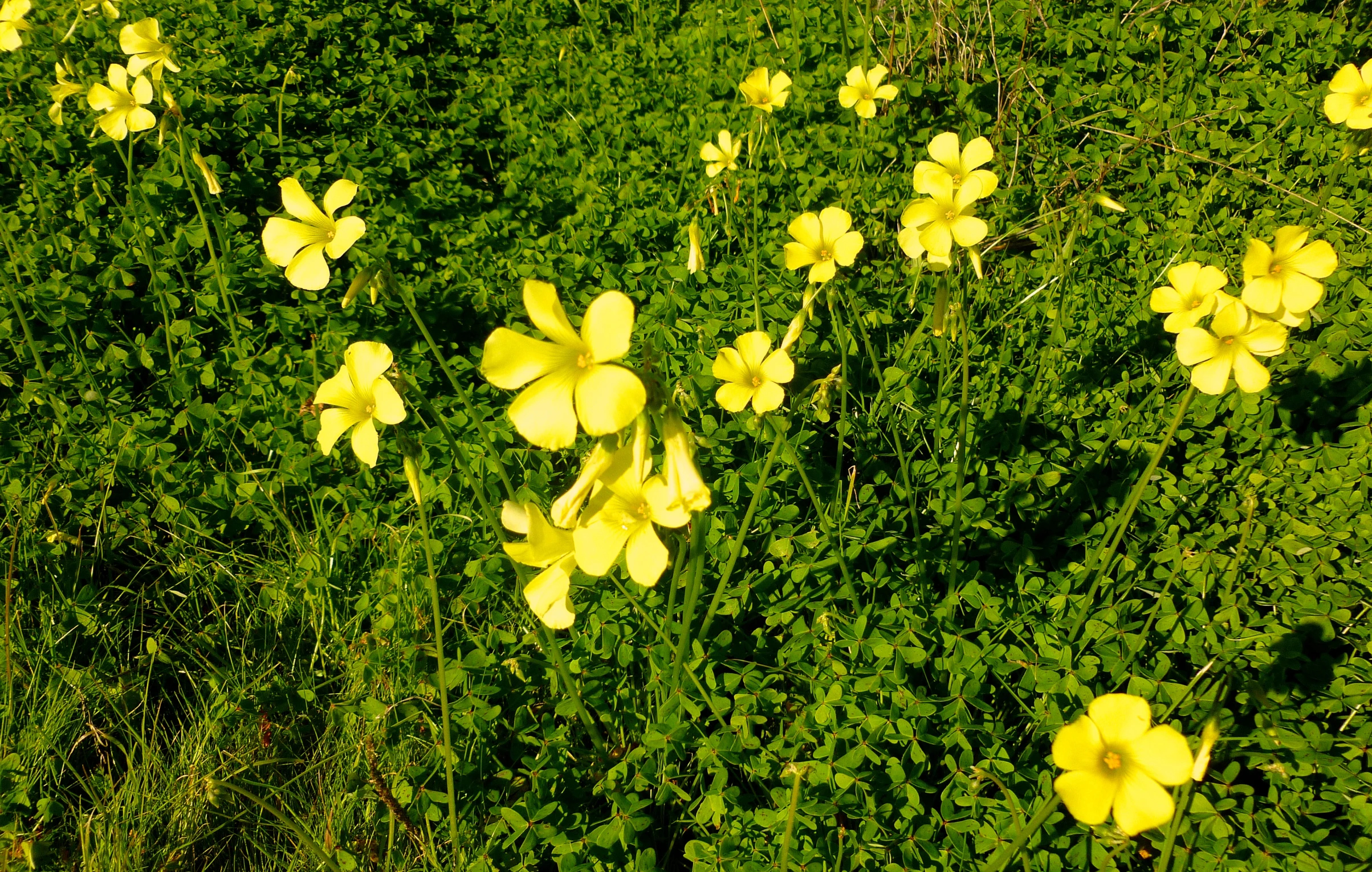 a yellow patch of flowers in a green meadow