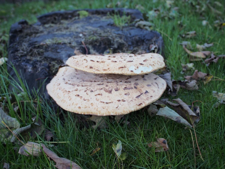 two mushrooms and one tree stump sitting in the grass