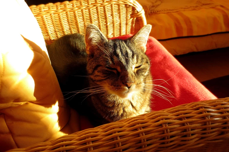 a cat sitting on the ground with his head under the pillows