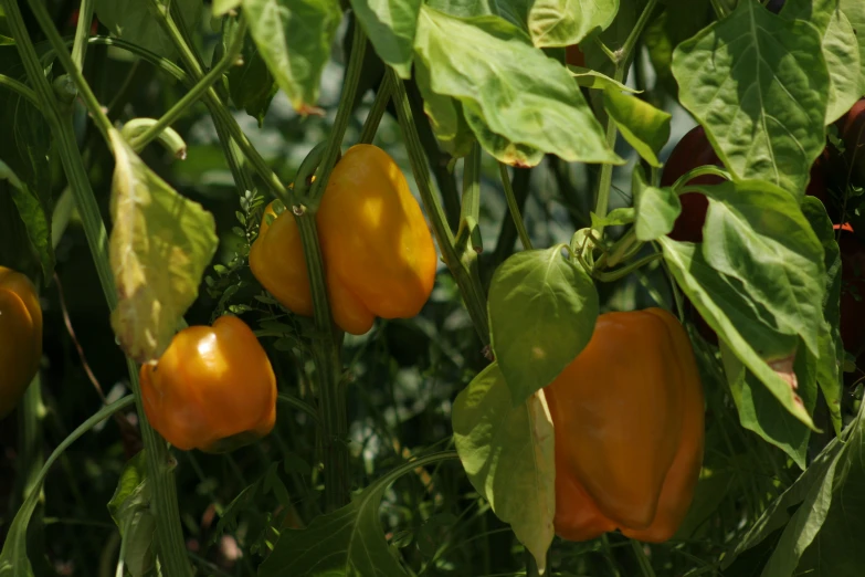 orange peppers hanging from a plant with leaves