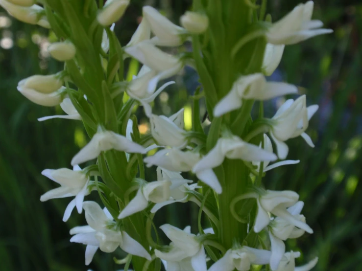 there are some flowers that are in the vase