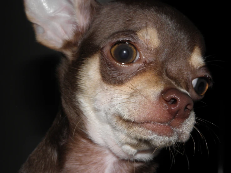 a little dog looks to the side and has very big eyes