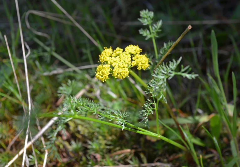 close up s of yellow flowers with grass background