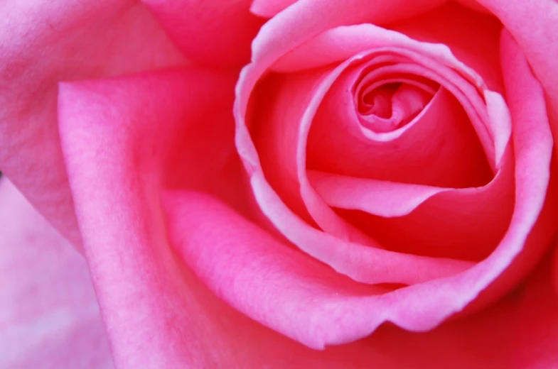 close up view of the center and the middle part of a pink rose