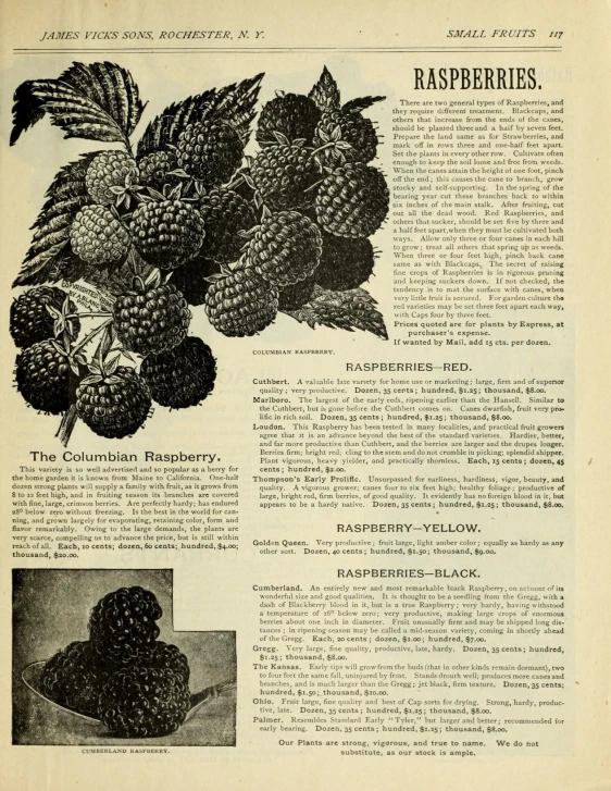 the recipe for raspberry berries is in this old book