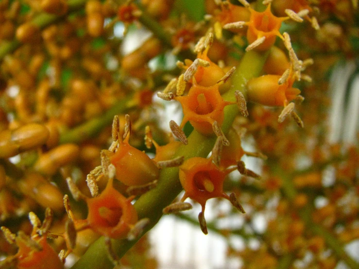 the leaves and flowers of a tree are all small