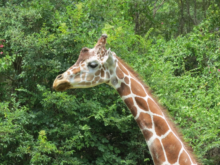 a close up s of a giraffe's head