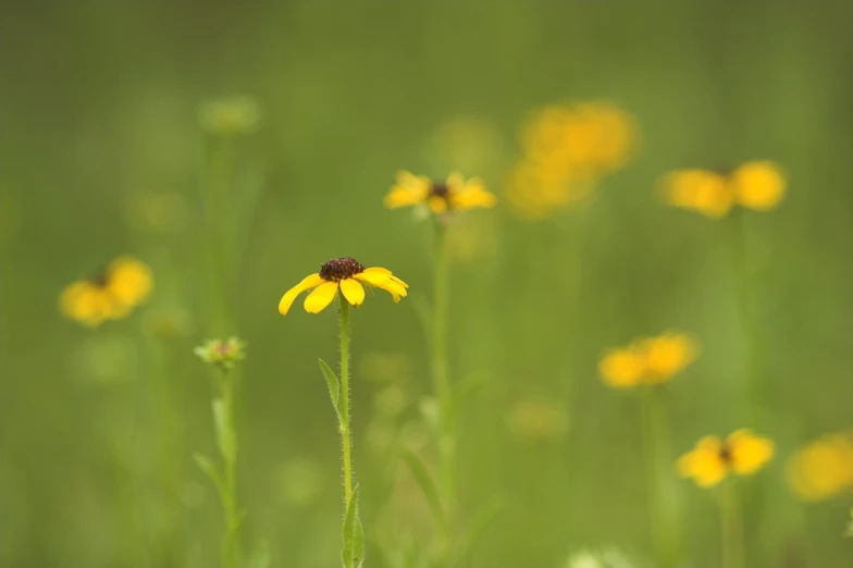 several different yellow flowers in a field of green