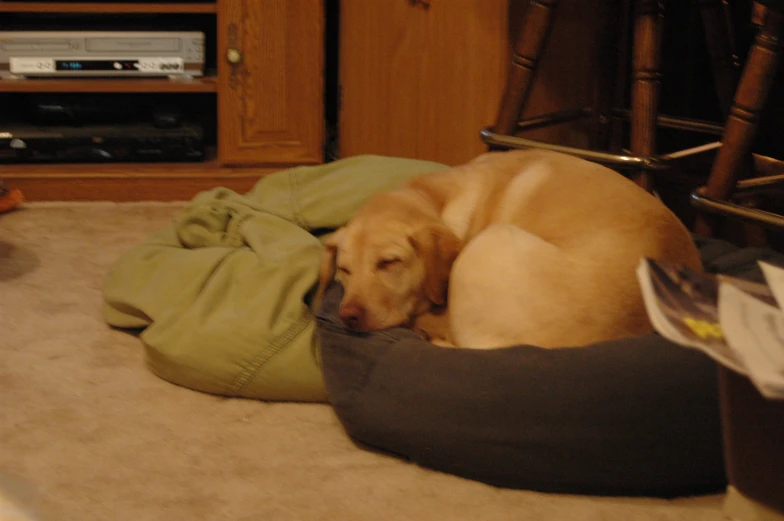 a dog sleeping on a pillow under a bed