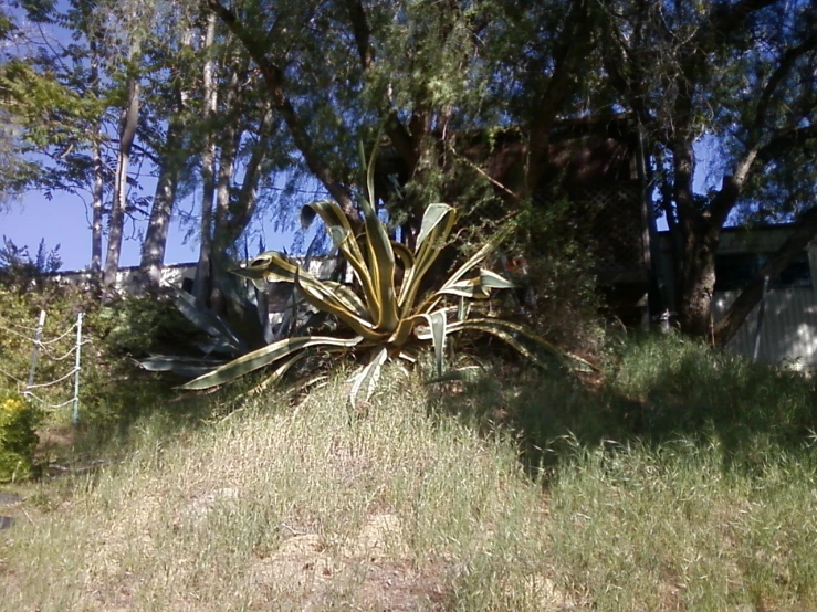 a large plant in the middle of a forest