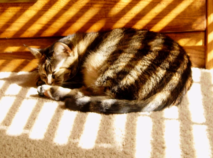 a cat is curled up with its eyes closed