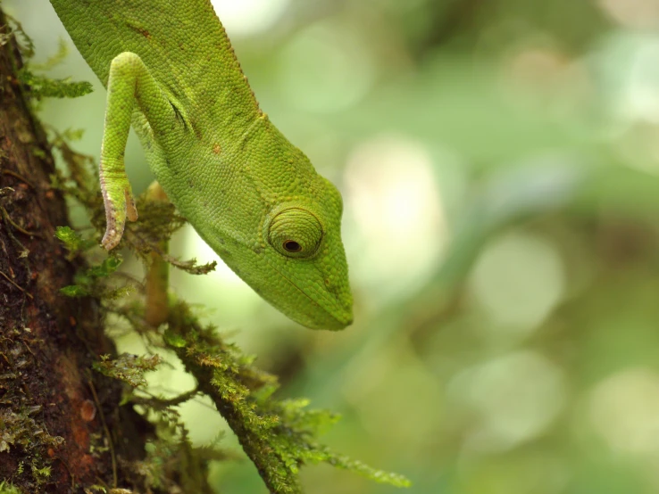 the green lizard is climbing up the tree