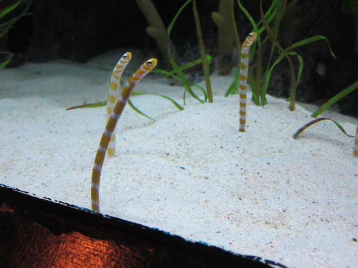 two sea horses sitting on a white sand covered surface