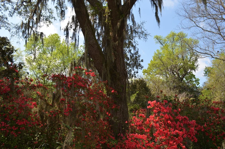 a tree and bushes are with red flowers