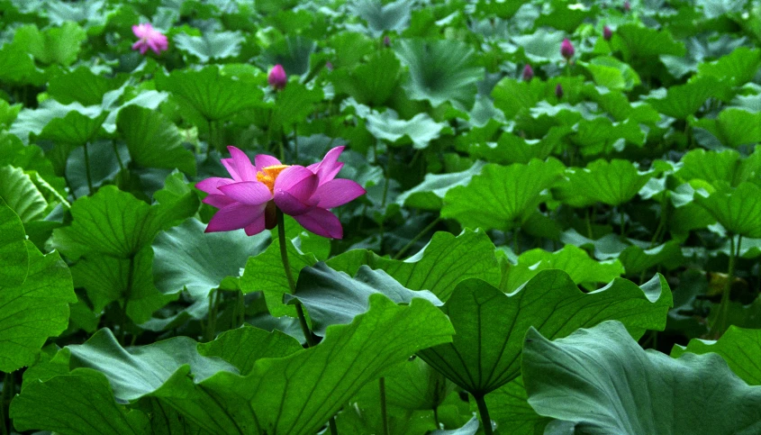 purple flower in the middle of green leaf covered ground