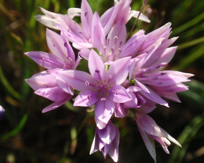 small pink flowers growing in the grass