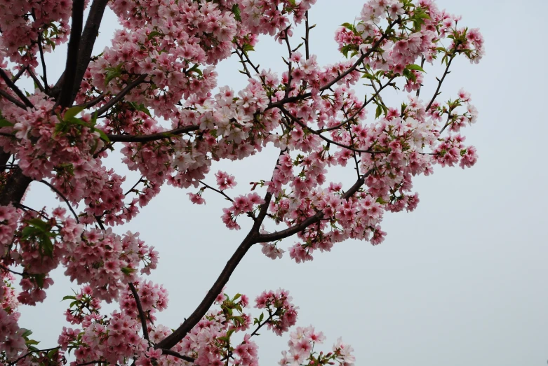 a view of pink blossoms on a nch of a tree