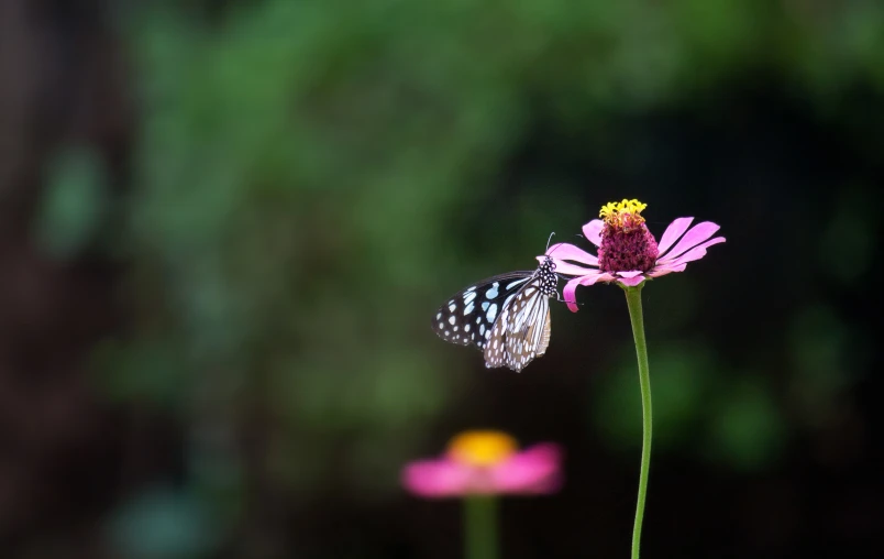 a erfly sitting on the top of a pink flower