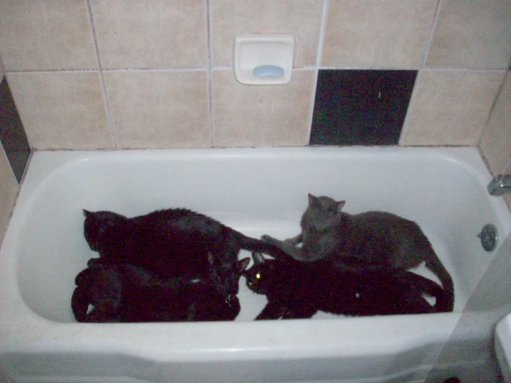 cats play in a bathtub while other sit around