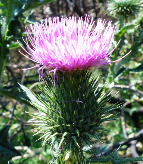 a flower on a cactus that is purple