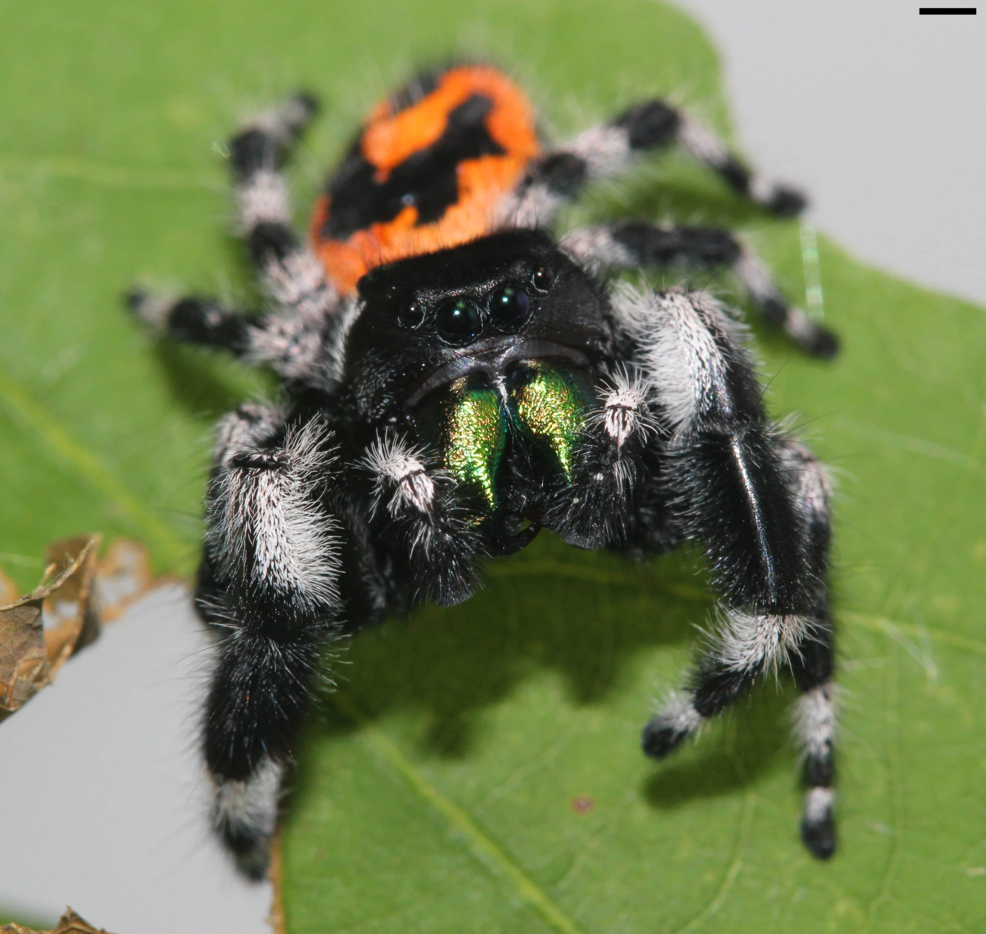 a close up of a spider on a leaf