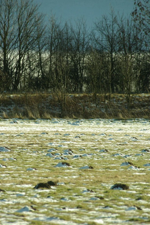 a snowy and grassy area with trees in the distance