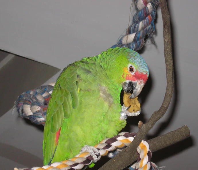 a parrot with green and yellow feathers perched on a perch