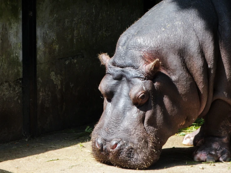 a large hippopotamus rests in the shade