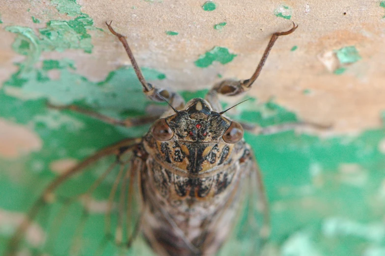 a large brown insect with very long antennae
