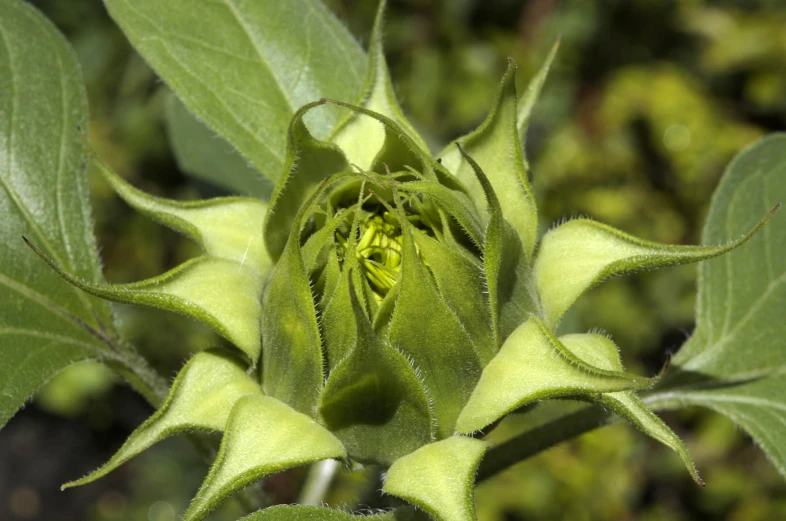 a green plant with a budding out flower