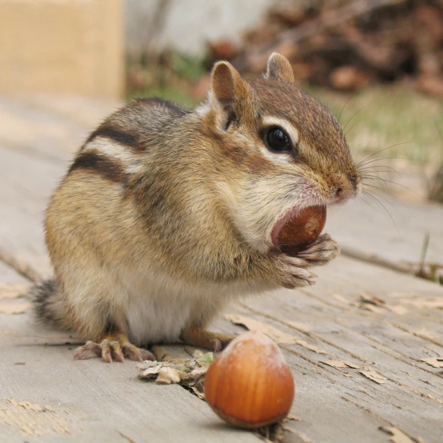 the small rodent is trying to eat some nuts