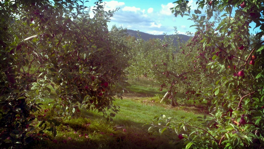 an orchard with many green plants in it