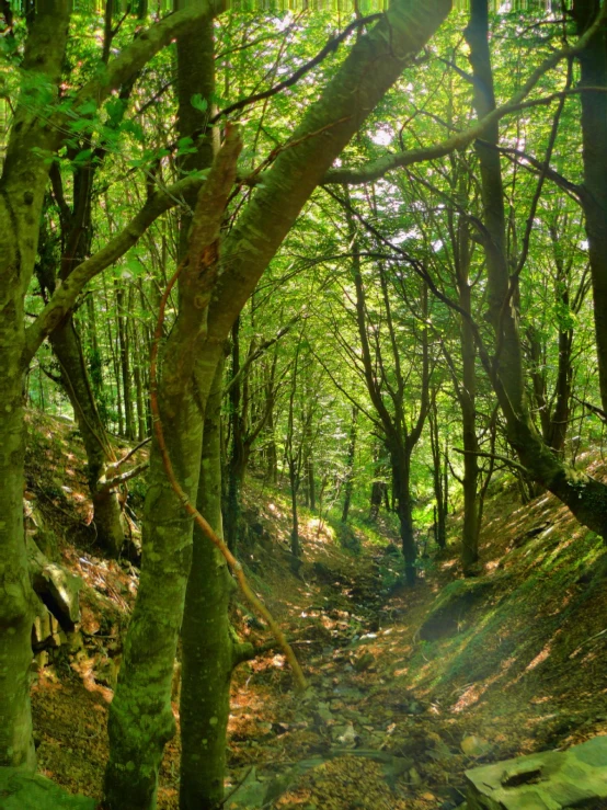 there is a dirt road that goes through the woods