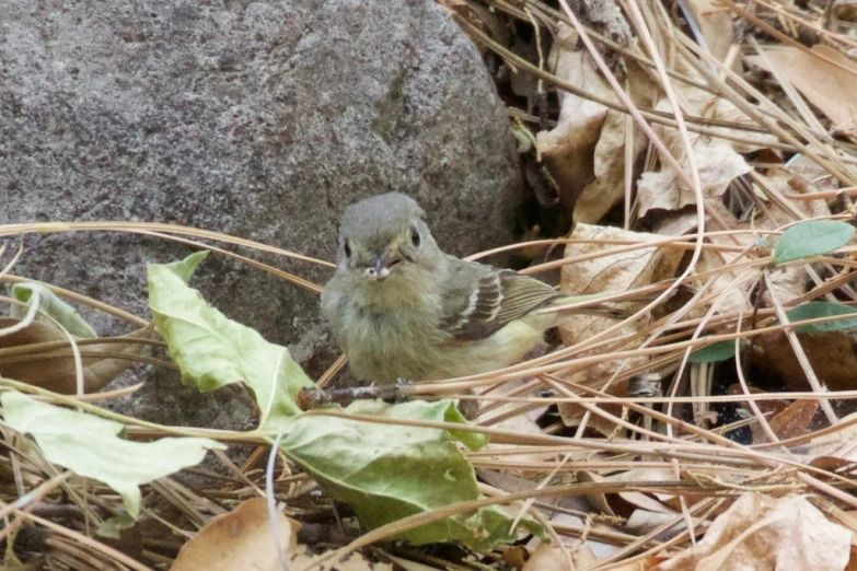 a small bird is sitting in front of some leaves and stones