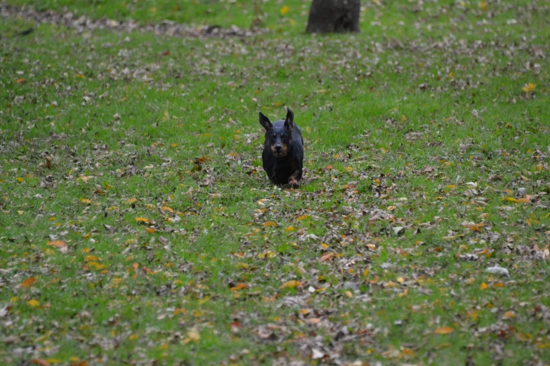 black dog running through the grass with his head in the air