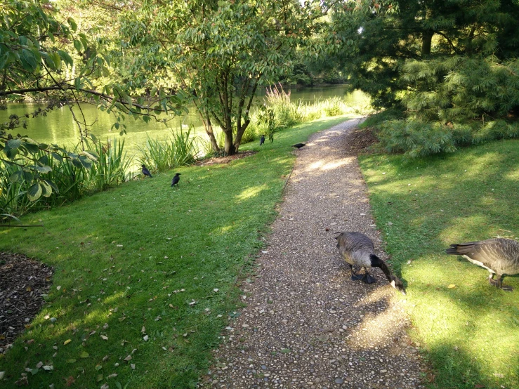 three ducks and one duckling at the edge of a gravel path