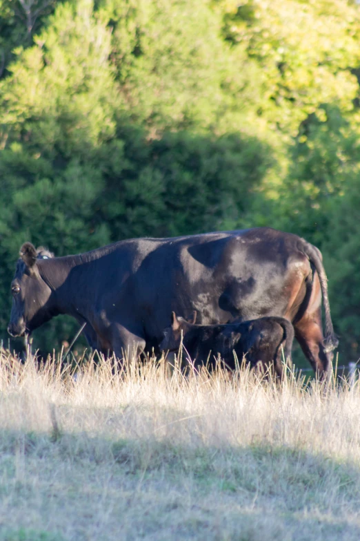 a group of cows walking in a field