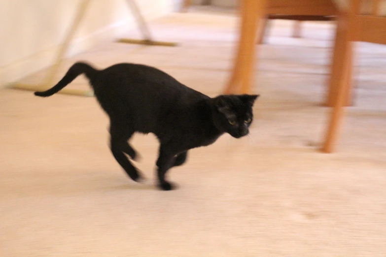 there is a black cat that is walking around the house