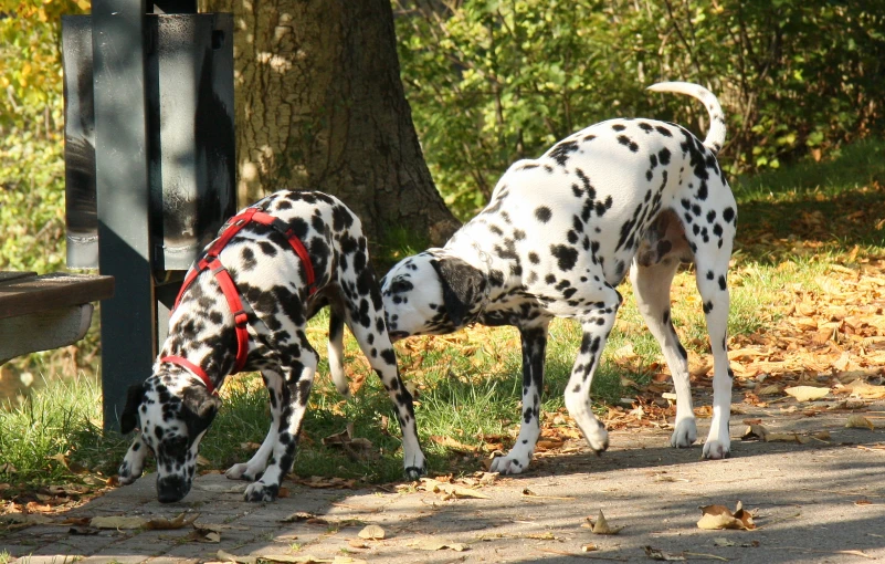 two dalmatian dogs are eating grass near a bench