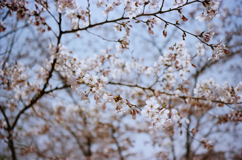 there is white flowers on the tree with blue sky in background