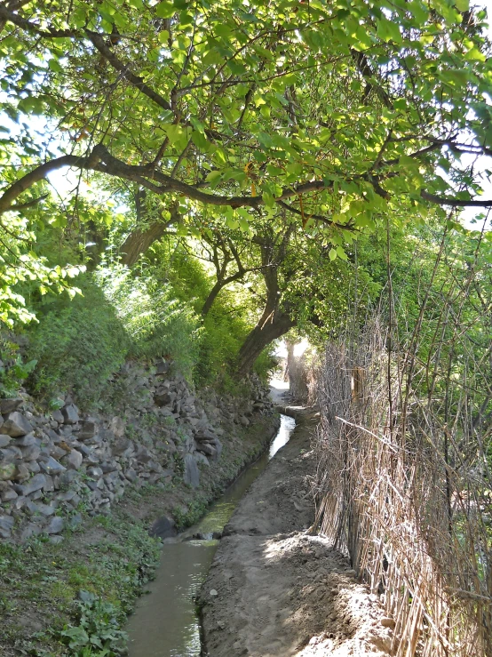 a river running under a tree next to a forest