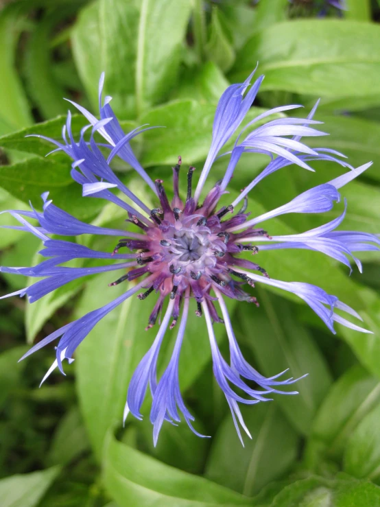 a closeup s of a single blue flower