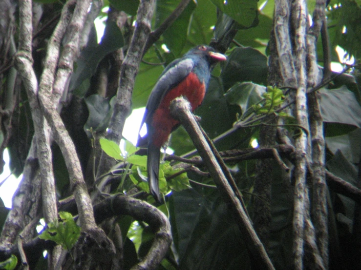 a bird sitting on a tree nch in the forest