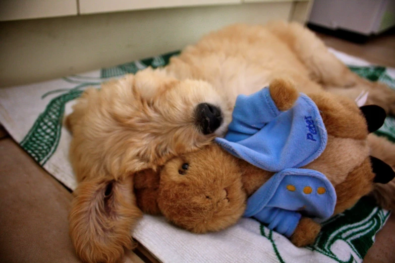 a puppy is sleeping next to a teddy bear