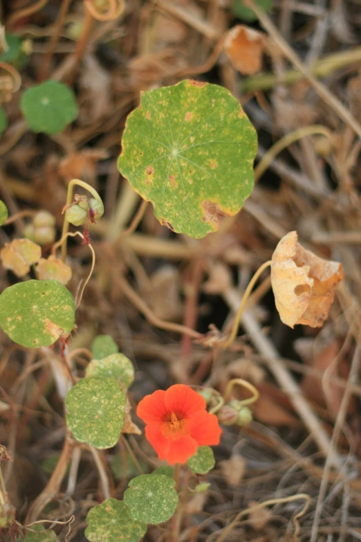 a flower with very small orange flowers and leaves